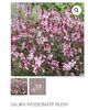 Gaura Passionate Bush