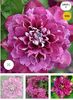 Clematis Hot Kisses