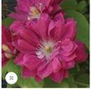 Clematis Akafuji