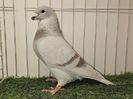 MASCUL RO 24 - 9812