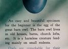 The Egg Collector