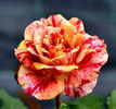 Firecracker (tufa) 50