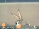 Elmers Pet Rabbit