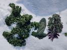 kale Dwarf Blue Scotch Curled, Nero Di Toscana, Red Russian