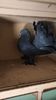 IMG-20250215-WA0008