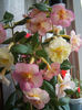 Yellow english rose