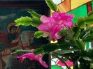 25 02 schlumbergera truncata