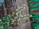 sarcococca confusa sau merisor dulce