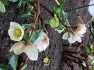 helleborus frosty