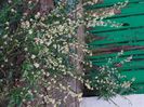 sarcococca confusa sau merisor dulce
