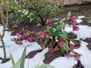 helleborus ice nroses red