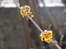 hamamelis Orange Beauty