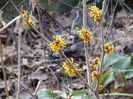 hamamelis Orange Beauty