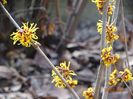 hamamelis Orange Beauty
