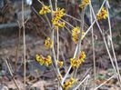 hamamelis Orange Beauty