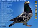 RO 19 031260 M Pret 300 Lei + transportul