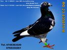 RO 23 435879 M Pret 150 Lei + transportul