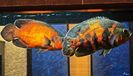 Oscar Fish Tank in a Restaurant