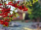 Decembrie 2024 pyracantha