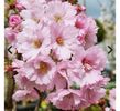 Prunus First Blush