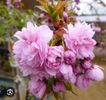 Prunus Kiku Shidare Zakura