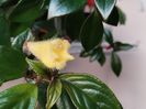 Nematanthus Flumiensis(7-03-2025