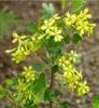 ribes aureum 70cm-20lei