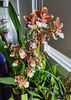 Colmanara"jungle monarch"