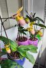 Paph. Pinocchio