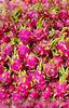 Dragon Fruit 1