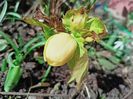 Helleborus "Double Super Yellow"