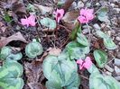 Cyclamen coum