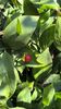 Ruscus hypoglossum