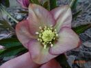 Apricot Red Center