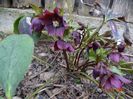 Aubergine anemona
