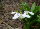 galanthus woronowii