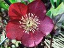 Helleborus Merlot