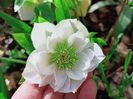 Helleborus Double Ellen White