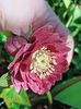 Helleborus "Double Ellen Purple Red"