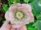 Helleborus "Double Ellen Pink Spotted"