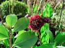 Helleborus "Double Aubergine"