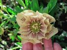 Helleborus "Double Yellow Spotted"