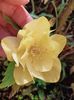 Helleborus "Double Super Yellow"