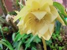 Helleborus "Double Super Yellow"