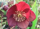 Helleborus Merlot