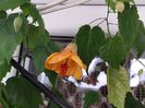Abutilon  Special Gold (15-03-2025)
