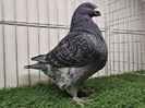 MASCUL RO 24 - 5818 IMPRUMUTAT DE LA ZIMNICEA