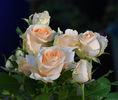 Peach Avalanche (tufa) 60