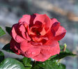 Hot Chocolate (tufa) 60