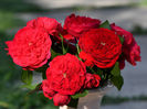 Florentina (urcator) 70